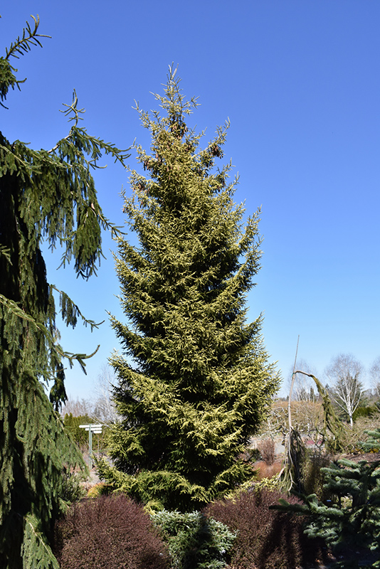 Skylands Golden Spruce (Picea orientalis 'Skylands') at Stauffers Of Kissel Hill