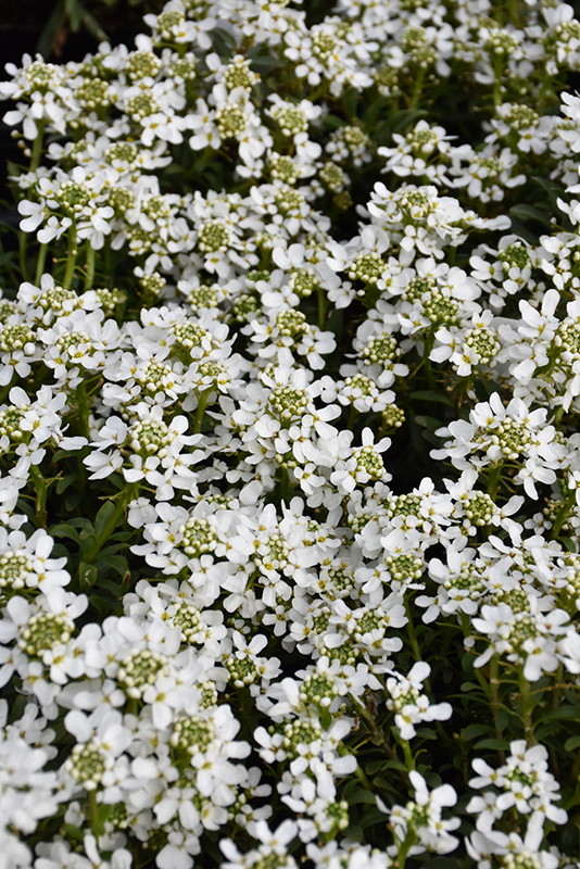 Snow Cone Candytuft (Iberis sempervirens 'Snow Cone') at Stauffers Of Kissel Hill
