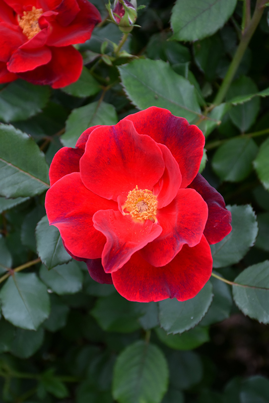 Miracle On The Hudson Rose (Rosa 'Miracle On The Hudson') at Stauffers Of Kissel Hill