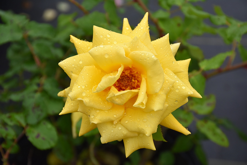Royal Gold Rose (Rosa 'Royal Gold') at Stauffers Of Kissel Hill