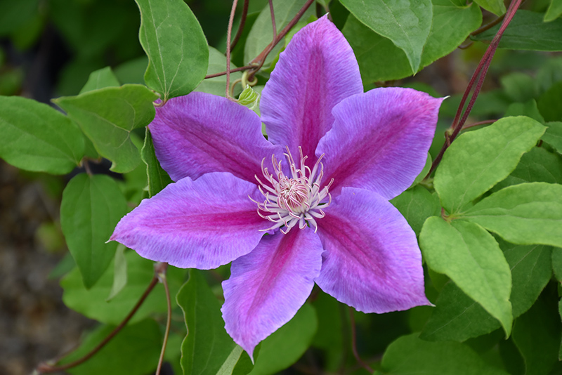 Dr. Ruppel Clematis (Clematis 'Dr. Ruppel') at Stauffers Of Kissel Hill