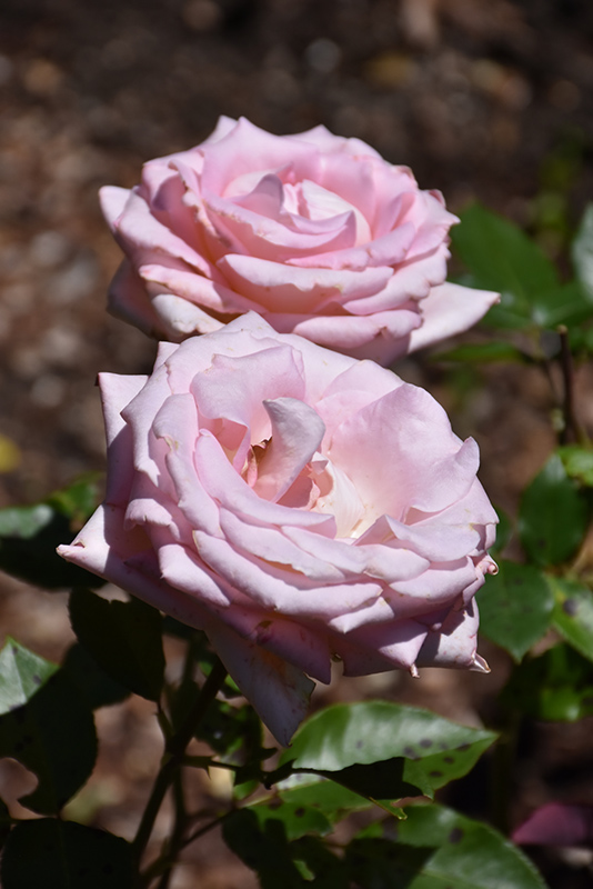Blue Moon Rose (Rosa 'Blue Moon') at Stauffers Of Kissel Hill