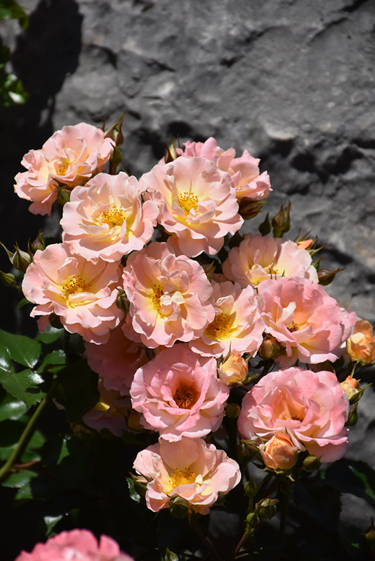 Peach Drift Rose (Rosa 'Meiggili') at Stauffers Of Kissel Hill