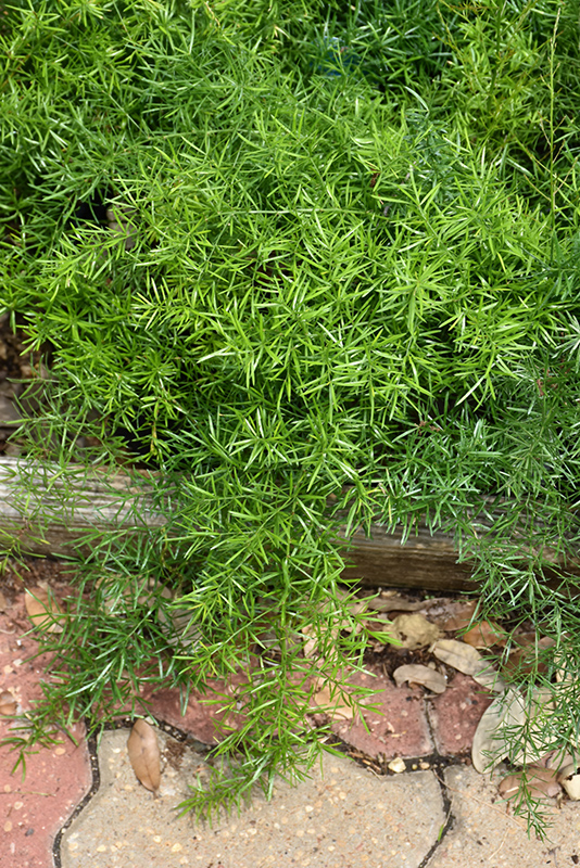 Sprengeri Asparagus Fern (Asparagus densiflorus 'Sprengeri') at Stauffers Of Kissel Hill