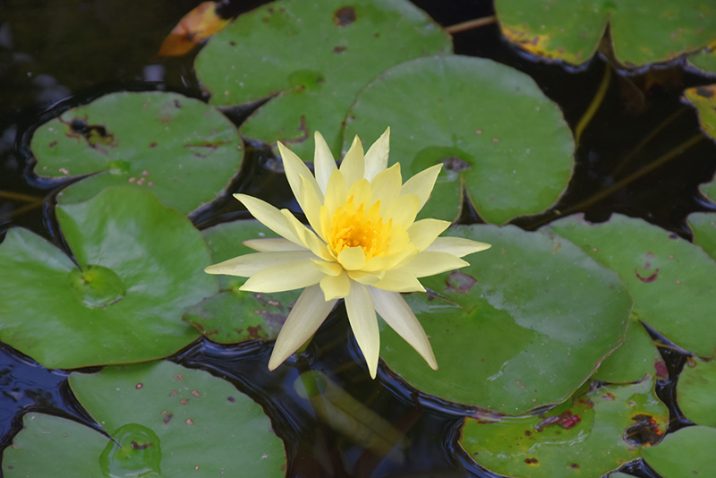 Yellow Water Lily (Nymphaea mexicana) at Stauffers Of Kissel Hill