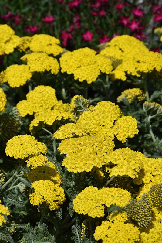 Little Moonshine Yarrow (Achillea 'ACBZ0002') at Stauffers Of Kissel Hill