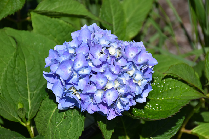 Nantucket Blue Hydrangea (Hydrangea macrophylla 'Grenan') at Stauffers Of Kissel Hill