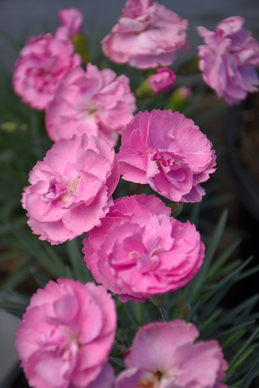 Fruit Punch Sweetie Pie Pinks (Dianthus 'Sweetie Pie') at Stauffers Of Kissel Hill