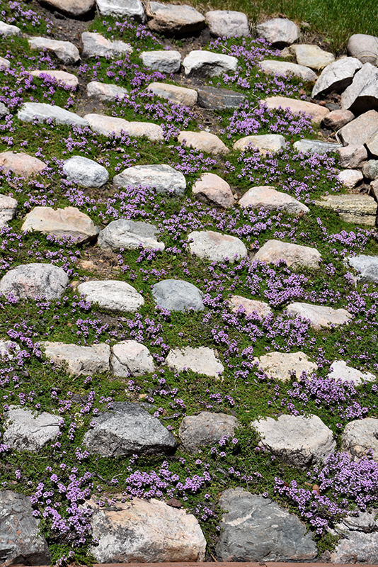 Purple Carpet Creeping Thyme (Thymus praecox 'Purple Carpet') at Stauffers Of Kissel Hill