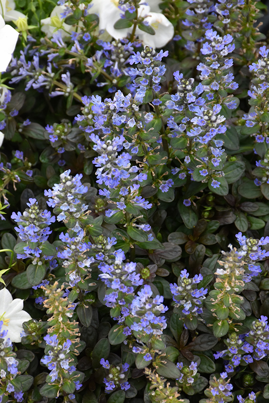 Chocolate Chip Bugleweed (Ajuga reptans 'Chocolate Chip') at Stauffers Of Kissel Hill