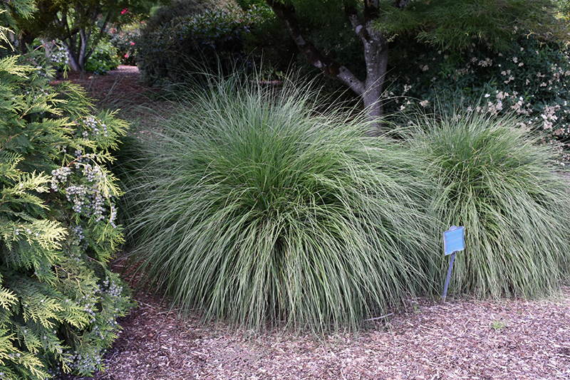 Hameln Dwarf Fountain Grass (Pennisetum alopecuroides 'Hameln') at Stauffers Of Kissel Hill