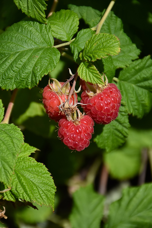 Raspberry Shortcake Raspberry (Rubus 'NR7') at Stauffers Of Kissel Hill