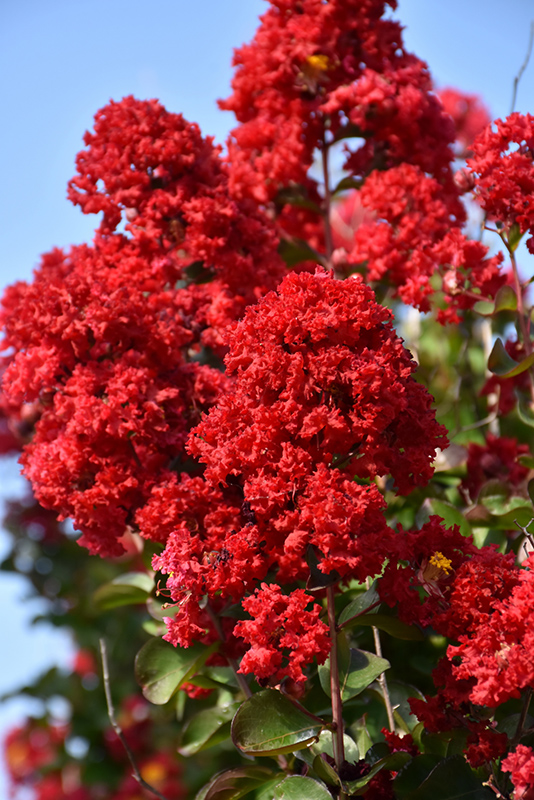 Dynamite Crapemyrtle (Lagerstroemia indica 'Whit II') at Stauffers Of Kissel Hill