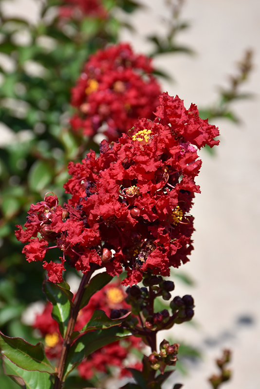 Enduring Summer Red Crapemyrtle (Lagerstroemia 'PIILAG B5') at Stauffers Of Kissel Hill