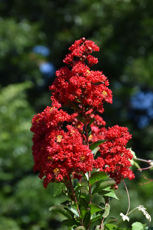 Red Rocket Crapemyrtle (Lagerstroemia indica 'Whit IV') at Stauffers Of Kissel Hill