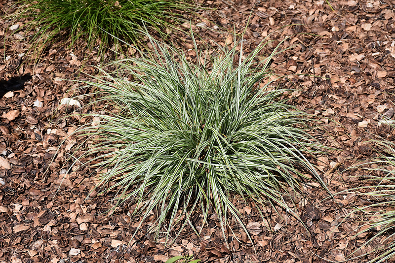 EverColor Everest Japanese Sedge (Carex oshimensis 'Carfit01') at Stauffers Of Kissel Hill