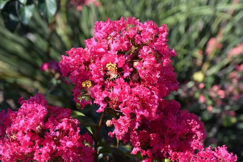 Princess Kylie Crapemyrtle (Lagerstroemia 'GA 0803') at Stauffers Of Kissel Hill