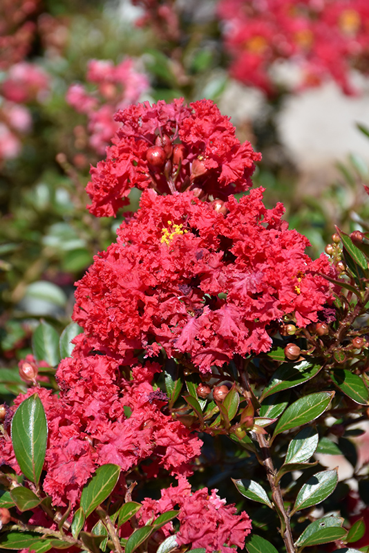 Cherry Dazzle Crapemyrtle (Lagerstroemia indica 'Gamad 1') at Stauffers Of Kissel Hill