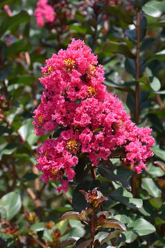 Pink Velour Crapemyrtle (Lagerstroemia indica 'Whit III') at Stauffers Of Kissel Hill