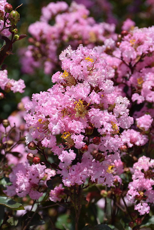Rhapsody In Pink Crapemyrtle (Lagerstroemia indica 'Whit VIII') at Stauffers Of Kissel Hill