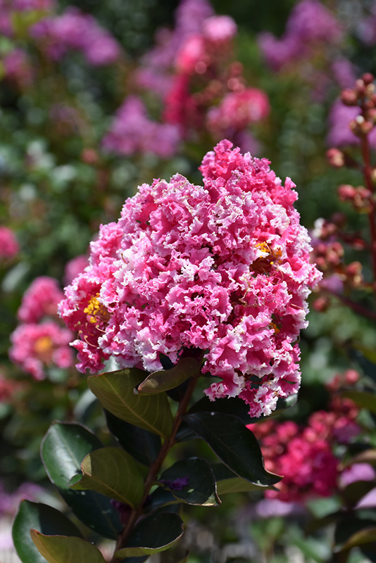 Raspberry Sundae Crapemyrtle (Lagerstroemia indica 'Whit I') at Stauffers Of Kissel Hill