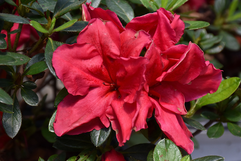 Bloom-A-Thon Red Azalea (Rhododendron 'RLH1-1P2') at Stauffers Of Kissel Hill