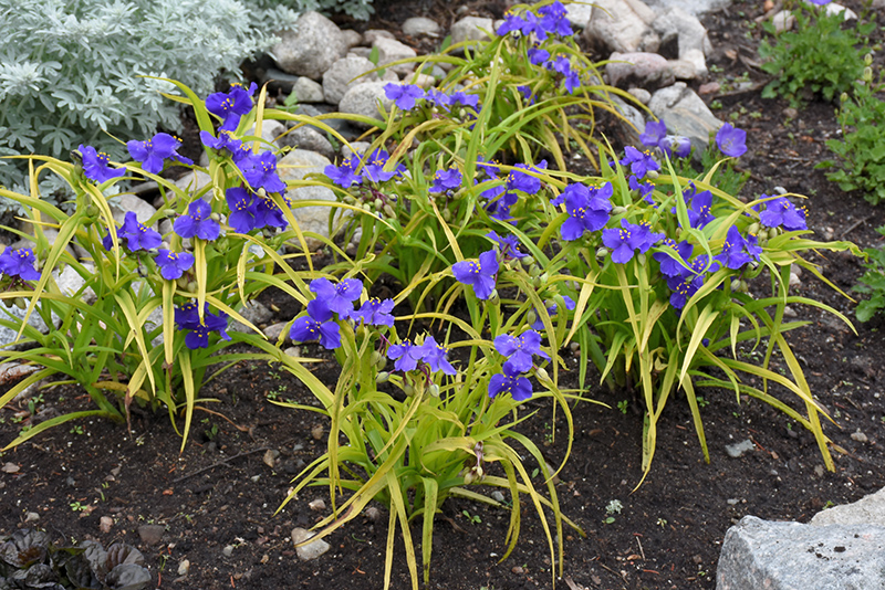 Sweet Kate Spiderwort (Tradescantia x andersoniana 'Sweet Kate') at Stauffers Of Kissel Hill