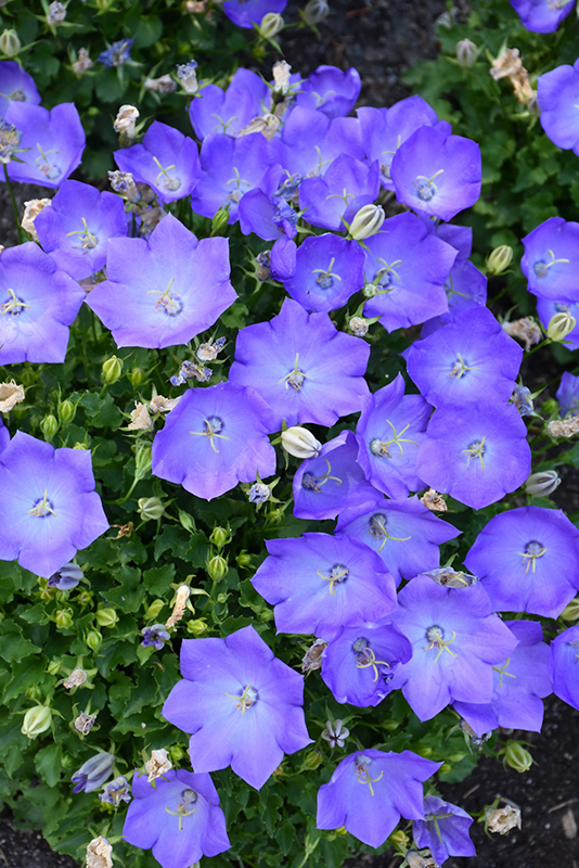Rapido Blue Bellflower (Campanula carpatica 'Rapido Blue') at Stauffers Of Kissel Hill