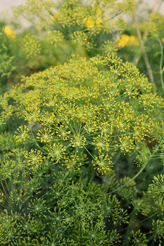 Dill (Anethum graveolens) at Stauffers Of Kissel Hill