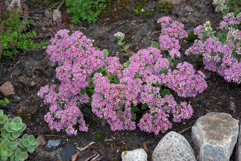 Lime Twister Stonecrop (Sedum 'Lime Twister') at Stauffers Of Kissel Hill