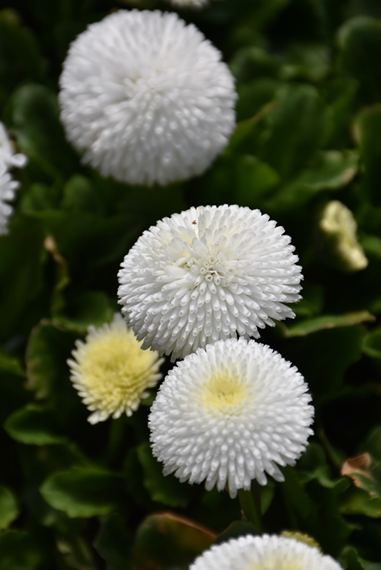 Bellisima White English Daisy (Bellis perennis 'Bellissima White') at Stauffers Of Kissel Hill