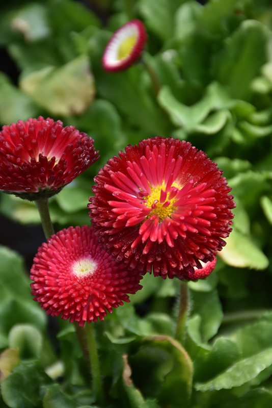 Bellisima Red English Daisy (Bellis perennis 'Bellissima Red') at Stauffers Of Kissel Hill