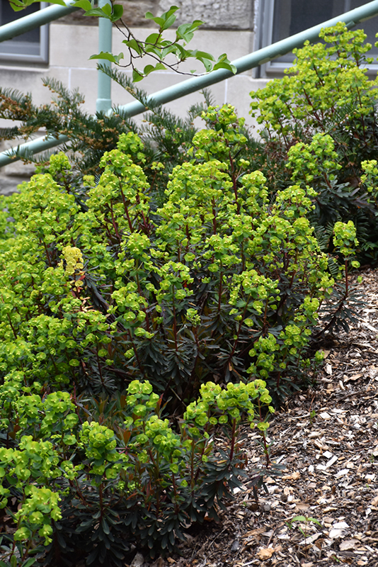Purple Wood Spurge (Euphorbia amygdaloides 'Purpurea') at Stauffers Of Kissel Hill