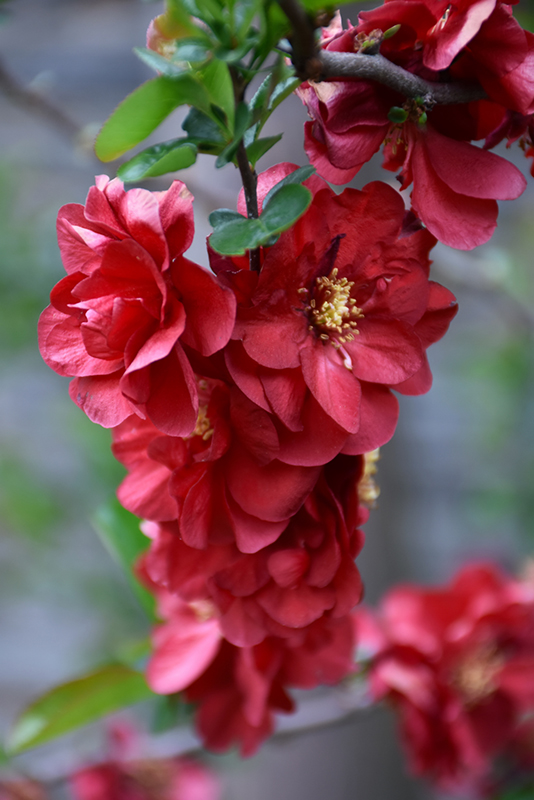 Double Take Scarlet Flowering Quince (Chaenomeles speciosa 'Scarlet Storm') at Stauffers Of Kissel Hill