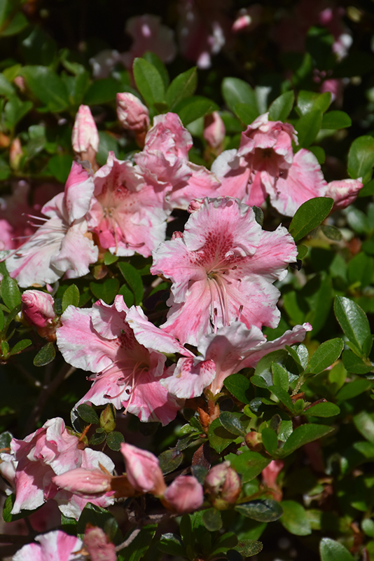Encore Autumn Sunburst® Azalea (Rhododendron 'Roblet') at Stauffers Of Kissel Hill