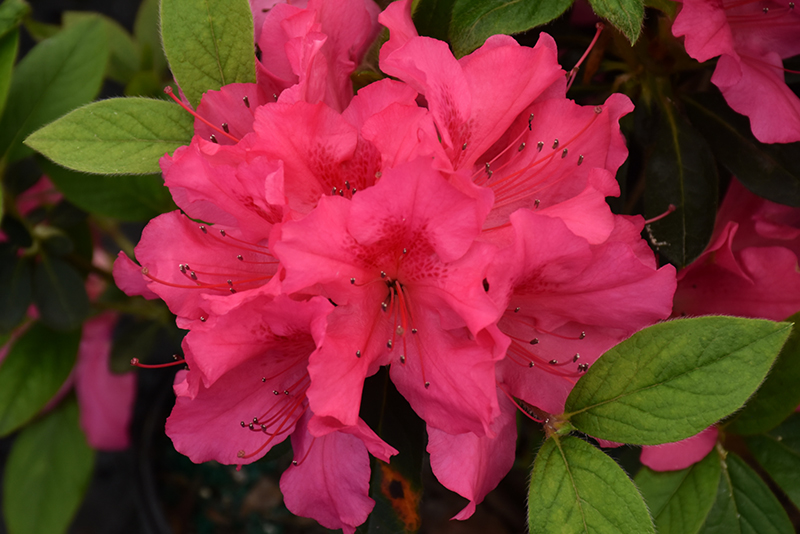 Encore Autumn Sangria Azalea (Rhododendron 'Roblee') at Stauffers Of Kissel Hill