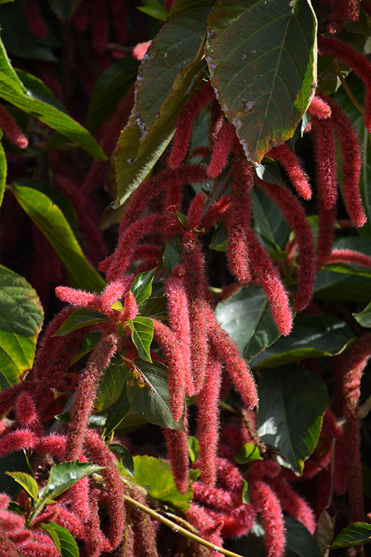 Firetail Chenille Plant (Acalypha hispida) at Stauffers Of Kissel Hill