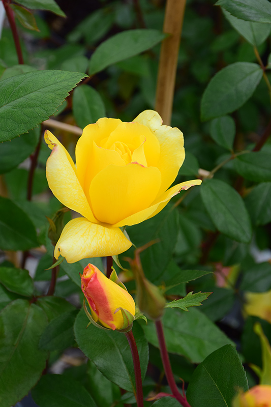 Golden Showers Rose (Rosa 'Golden Showers') at Stauffers Of Kissel Hill