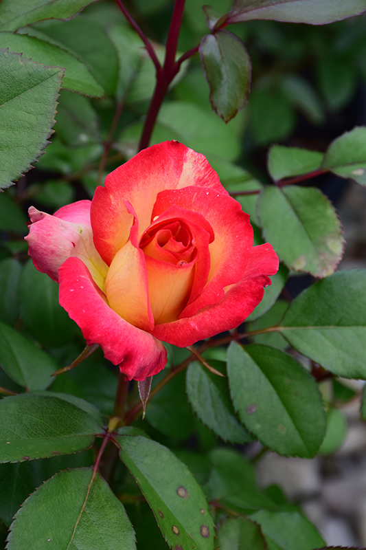 Rainbow Sorbet Rose (Rosa 'Rainbow Sorbet') at Stauffers Of Kissel Hill