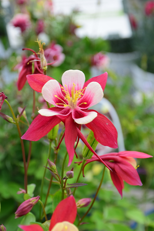 Origami Red and White Columbine (Aquilegia 'Origami Red and White') at Stauffers Of Kissel Hill