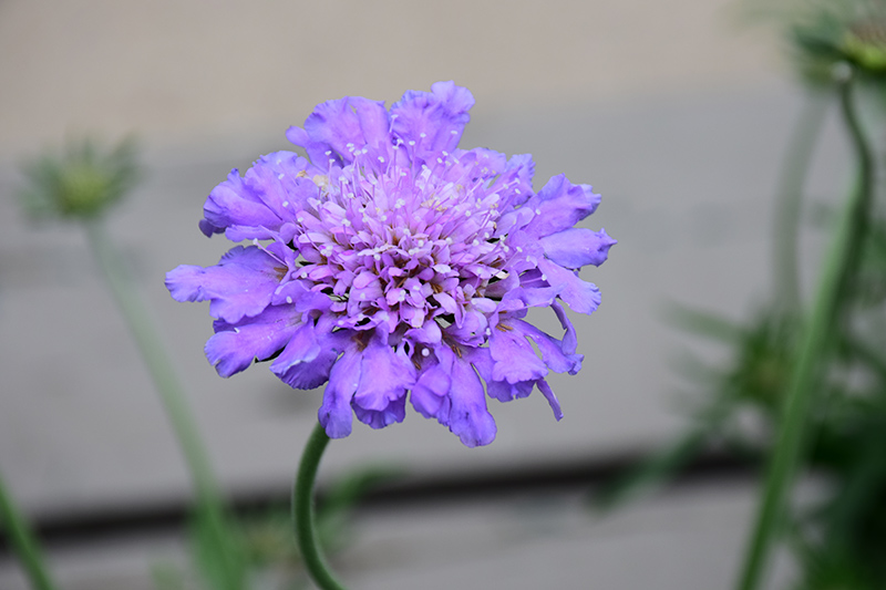Butterfly Blue Pincushion Flower (Scabiosa 'Butterfly Blue') at Stauffers Of Kissel Hill
