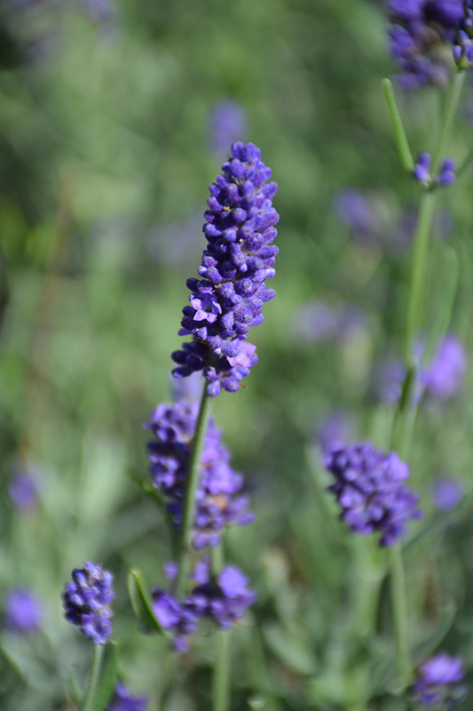 Sweet Romance Lavender (Lavandula angustifolia 'Kerlavangem') at Stauffers Of Kissel Hill