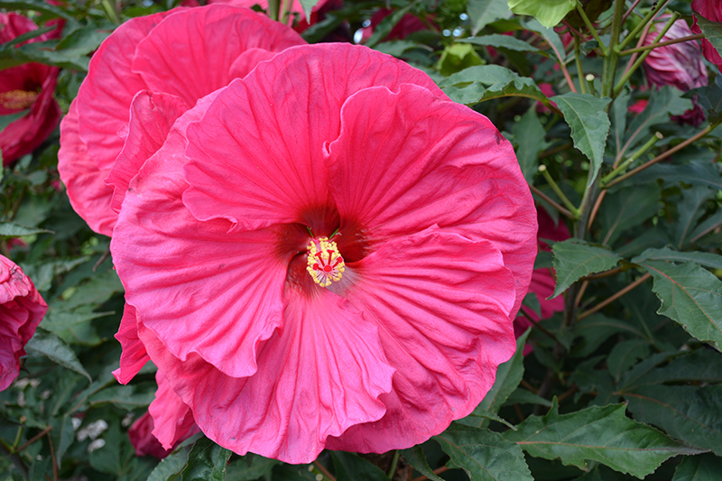 Summer In Paradise Hibiscus (Hibiscus 'Summer In Paradise') at Stauffers Of Kissel Hill