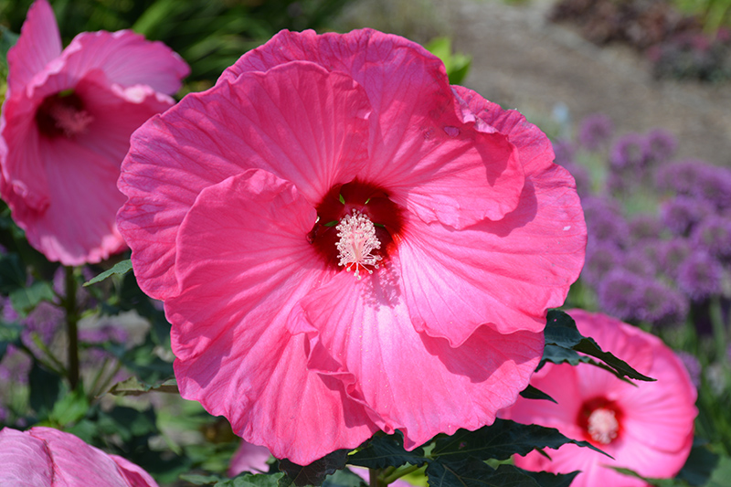 Airbrush Effect Hibiscus (Hibiscus 'Airbrush Effect') at Stauffers Of Kissel Hill
