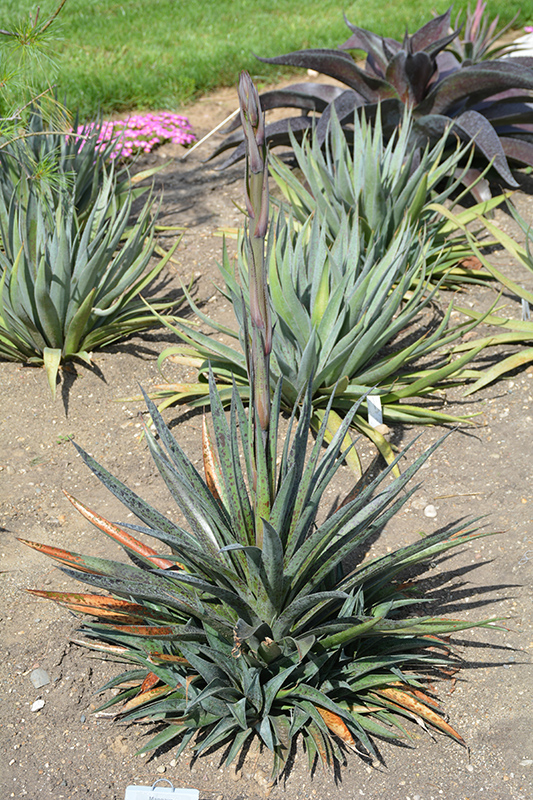 Pineapple Express Mangave (Mangave 'Pineapple Express') at Stauffers Of Kissel Hill