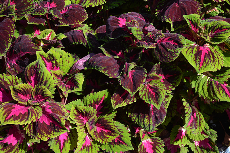 Kong Red Coleus (Solenostemon scutellarioides 'Kong Red') at Stauffers Of Kissel Hill