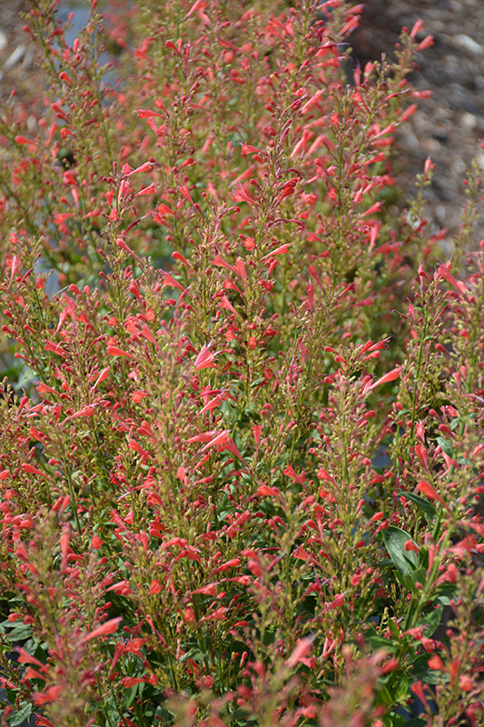 Kudos Red Hyssop (Agastache 'Kudos Red') at Stauffers Of Kissel Hill