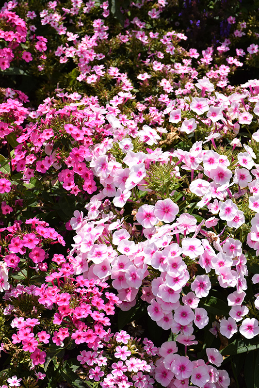 Early Pink Candy Garden Phlox (Phlox paniculata 'Early Pink Candy') at Stauffers Of Kissel Hill