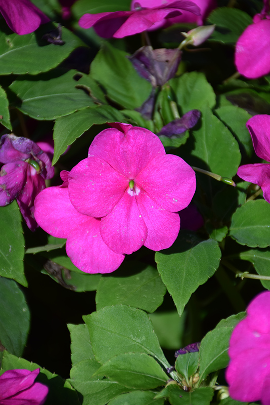 Beacon Violet Shades Impatiens (Impatiens walleriana 'PAS1357834') at Stauffers Of Kissel Hill