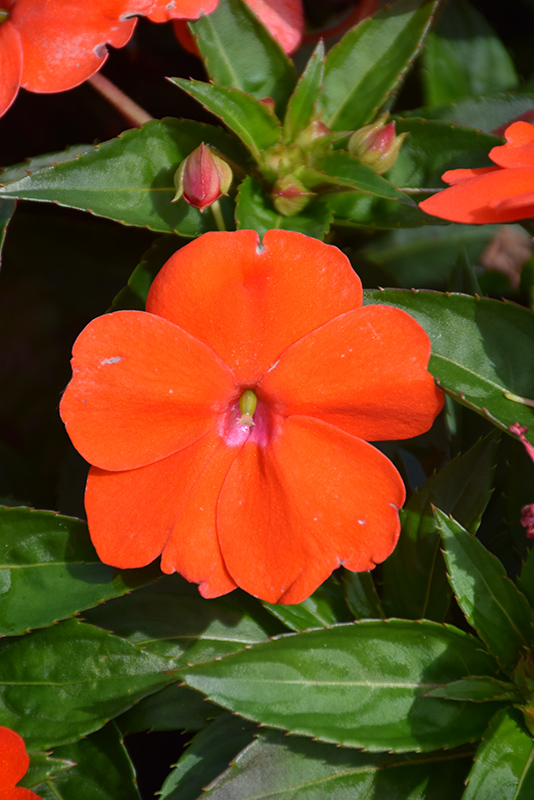 SunPatiens Vigorous Orange New Guinea Impatiens (Impatiens 'SunPatiens Vigorous Orange') at Stauffers Of Kissel Hill